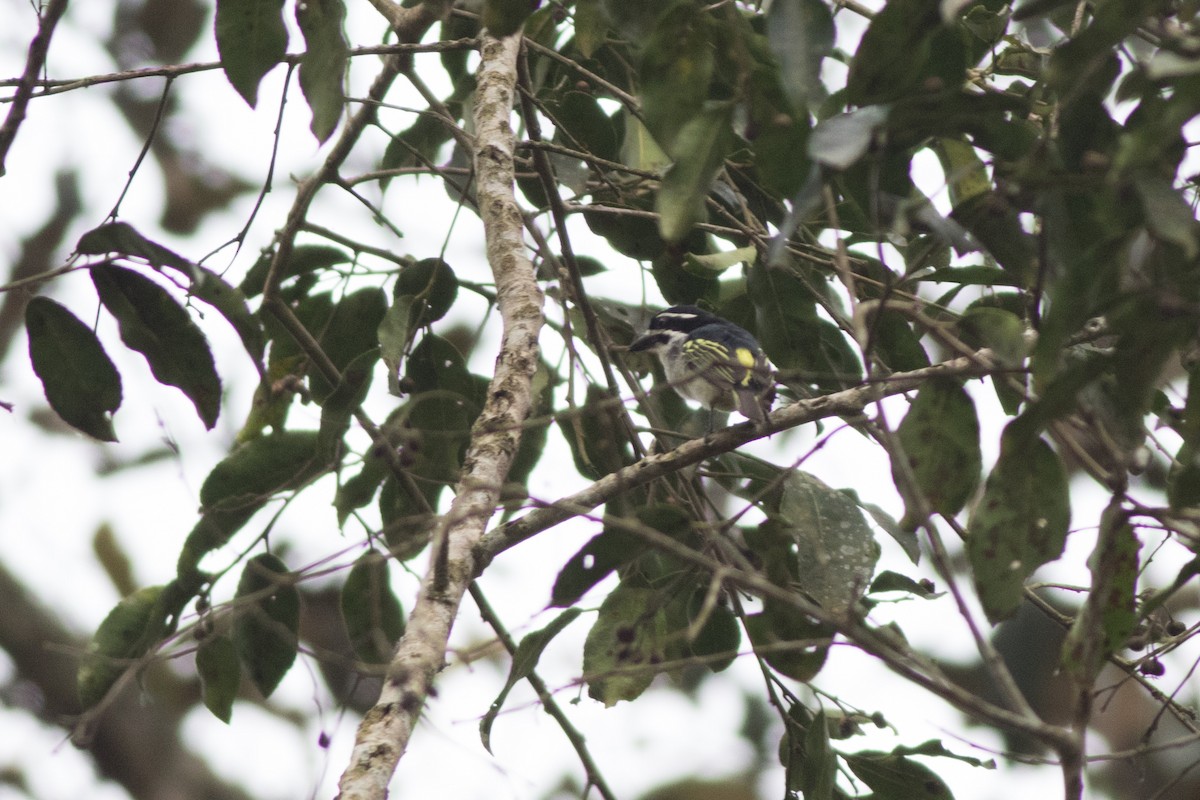 Yellow-rumped Tinkerbird - ML627775419