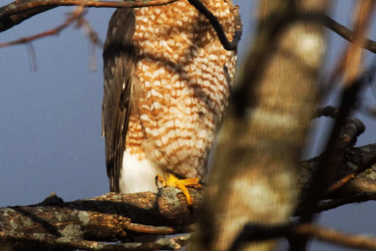 Cooper's Hawk - ML627775548
