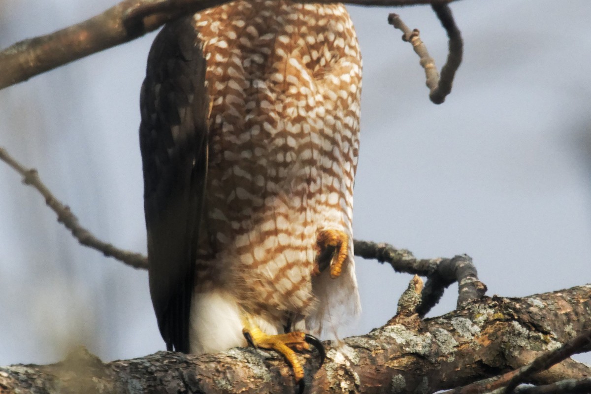 Cooper's Hawk - ML627775549