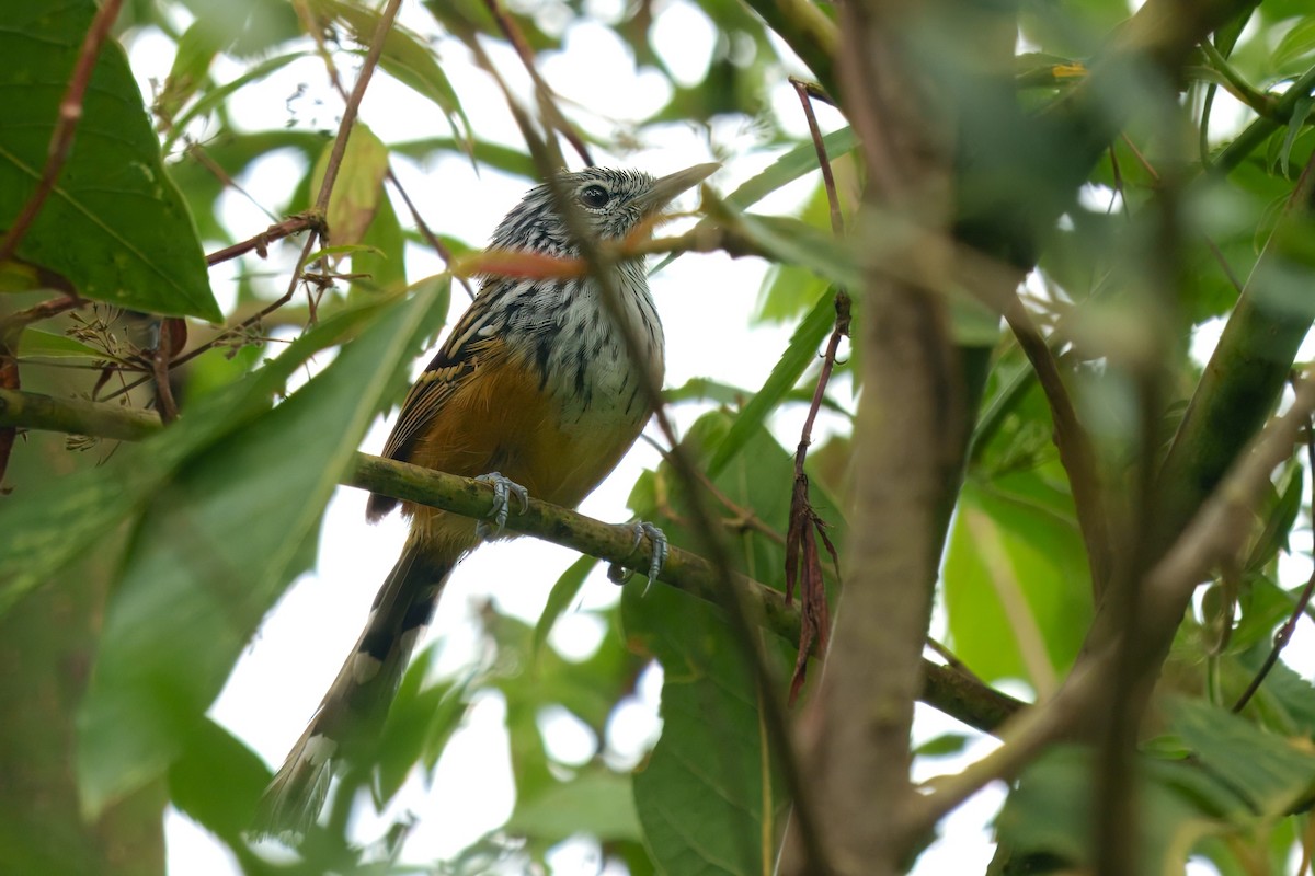 Santa Marta Antbird - ML627775635