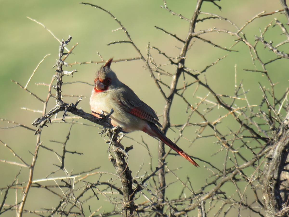 Pyrrhuloxia - ML627775639