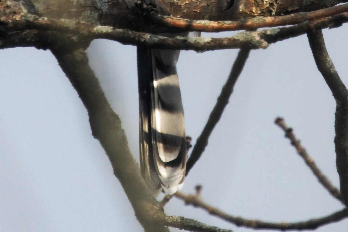 Cooper's Hawk - ML627775787