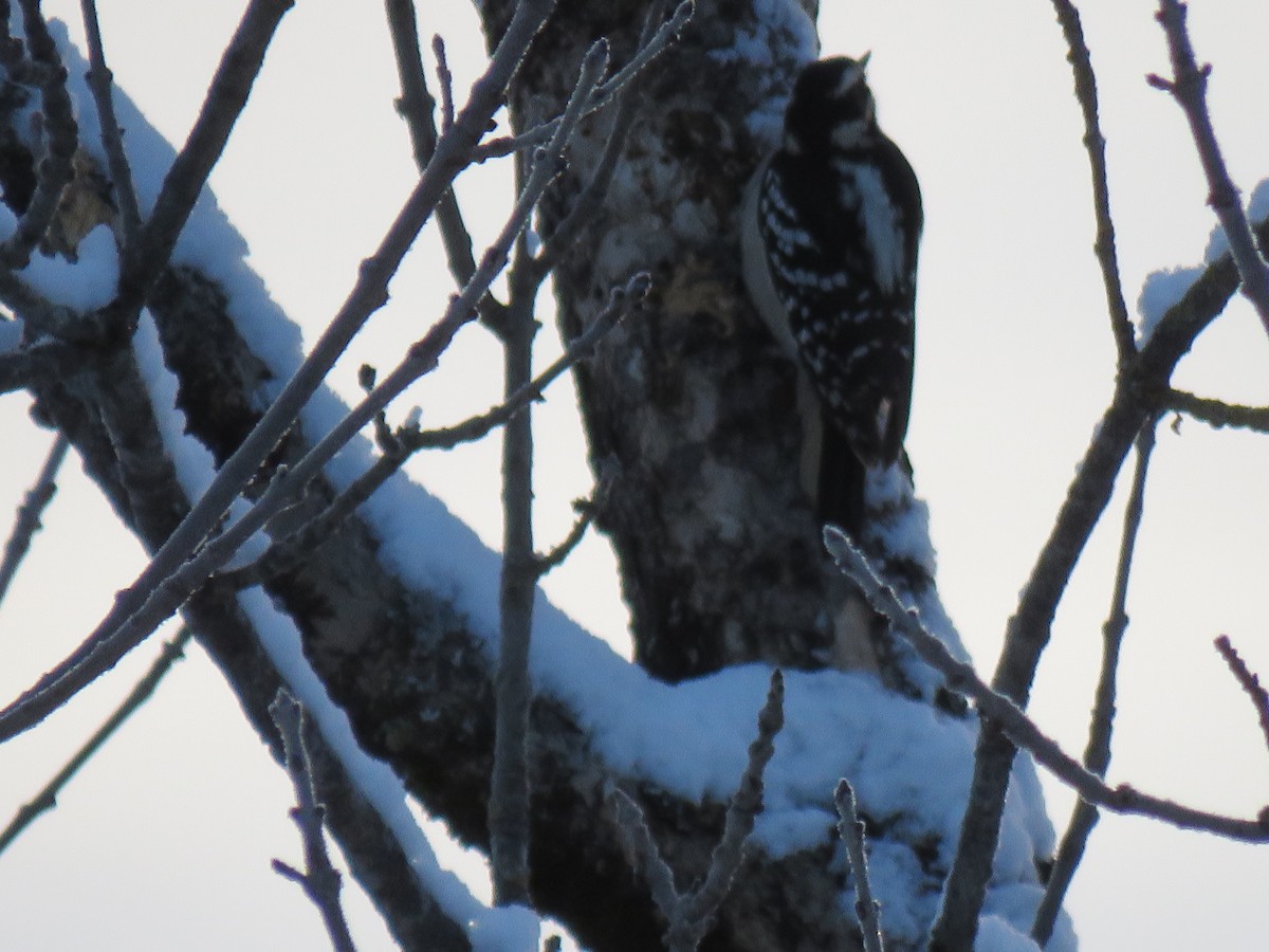 Hairy Woodpecker - ML627775817