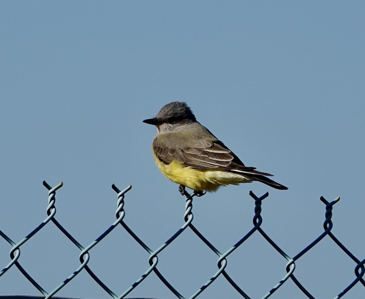 Western Kingbird - ML627775819