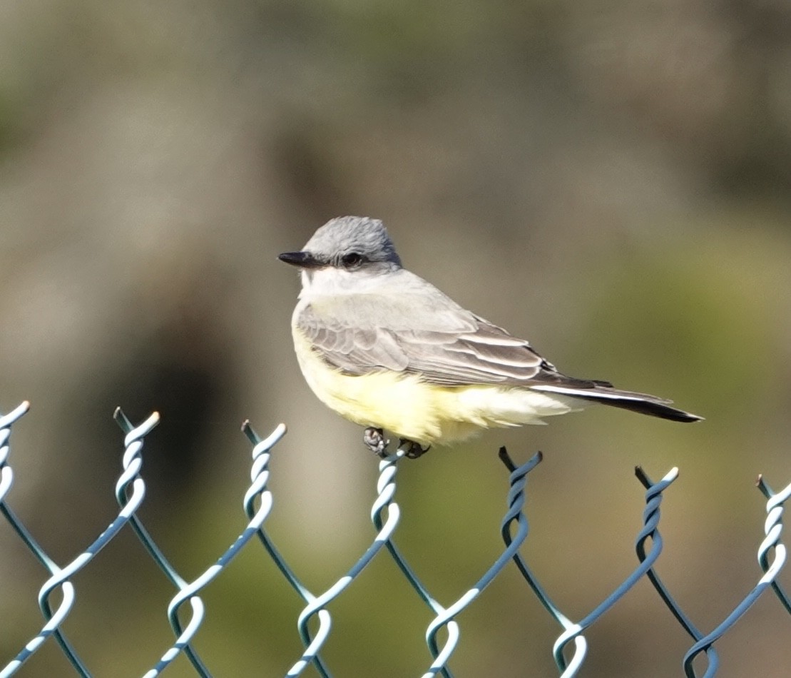 Western Kingbird - ML627775822