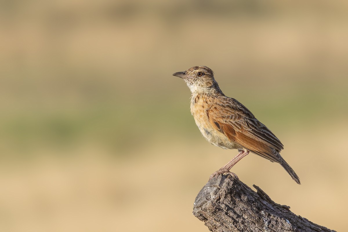 Rufous-naped Lark - ML627775834