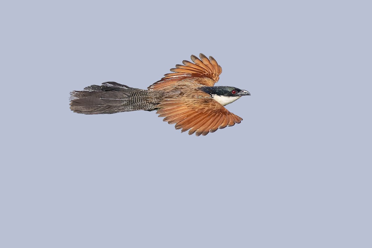 Burchell's Coucal - ML627775860