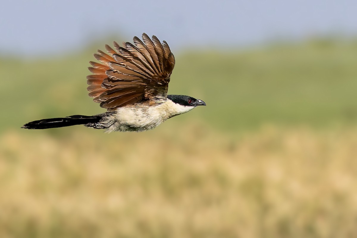 Burchell's Coucal - ML627775861