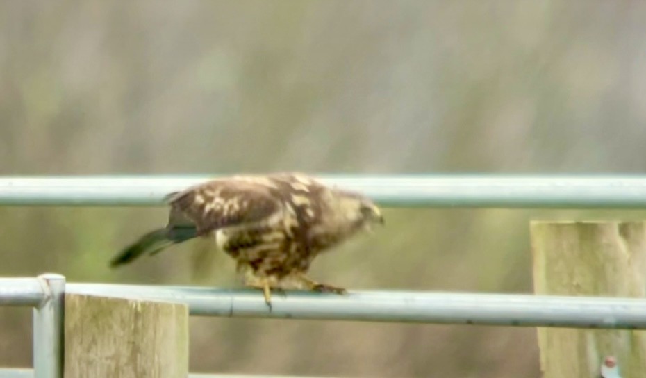 Swainson's Hawk - ML627775867