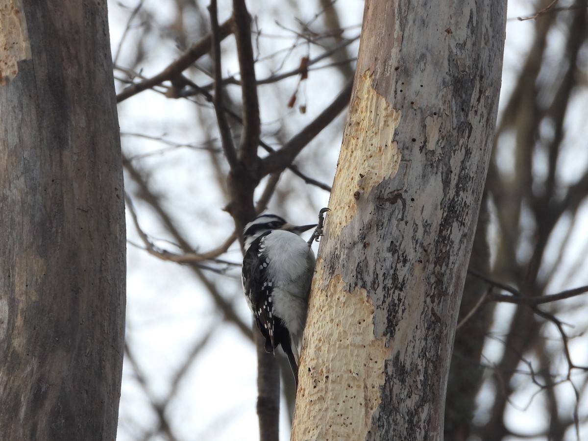 Hairy Woodpecker - ML627775933