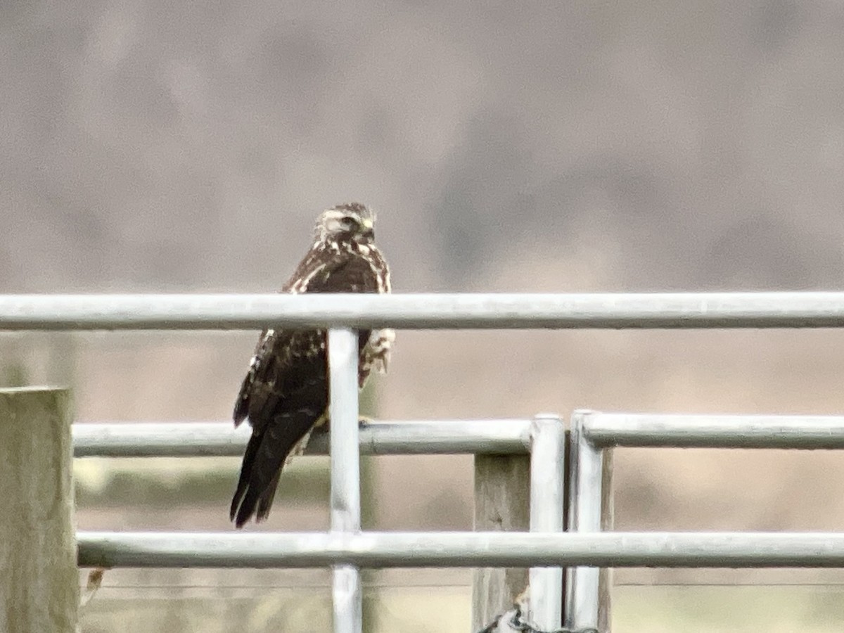 Swainson's Hawk - ML627775954