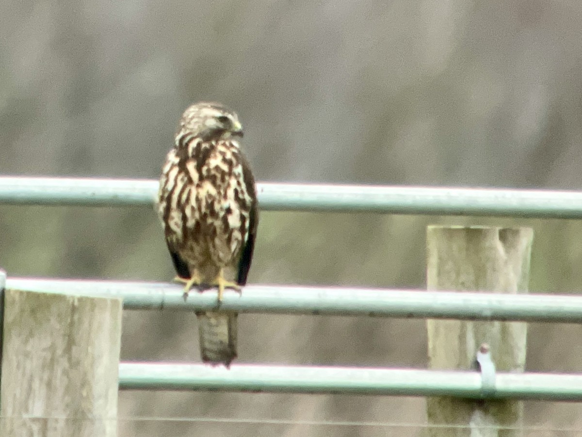 Swainson's Hawk - ML627775955