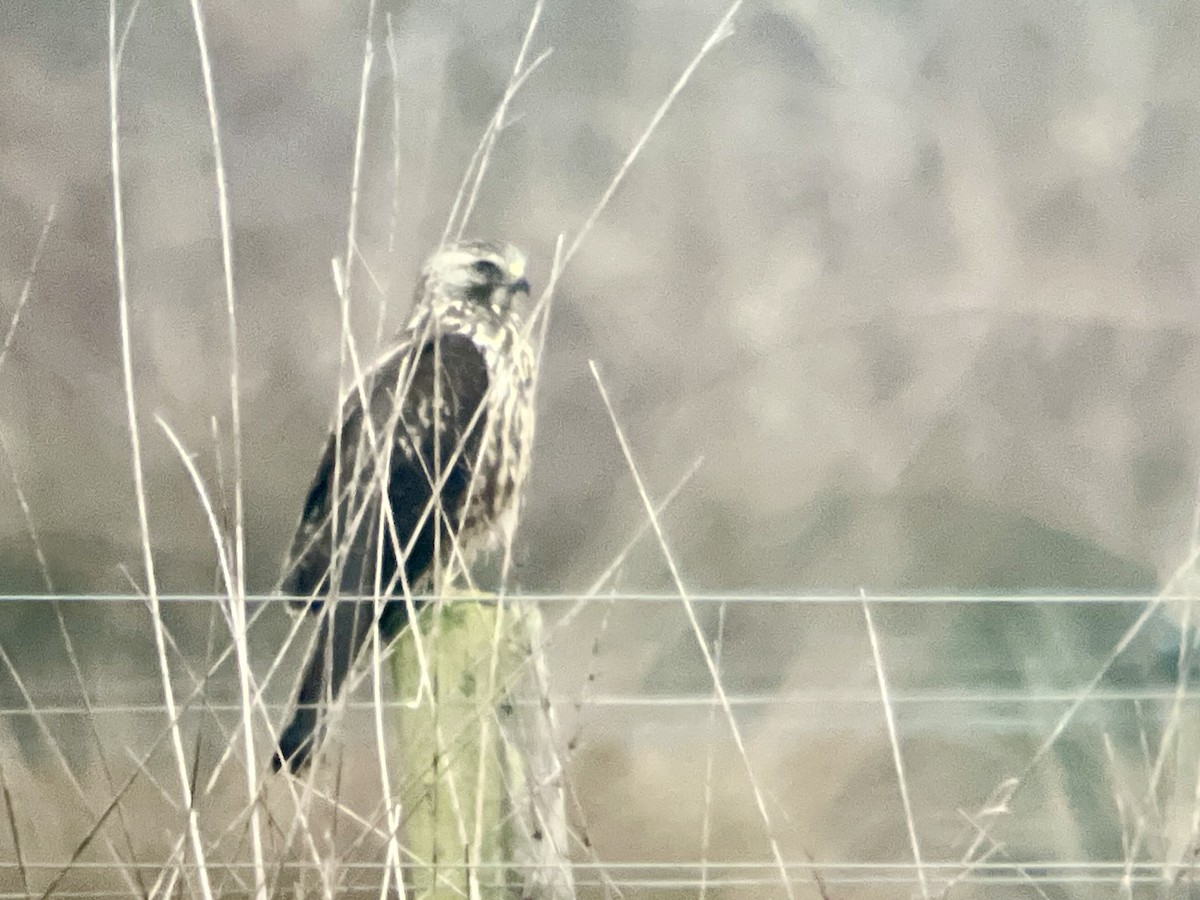 Swainson's Hawk - ML627775956