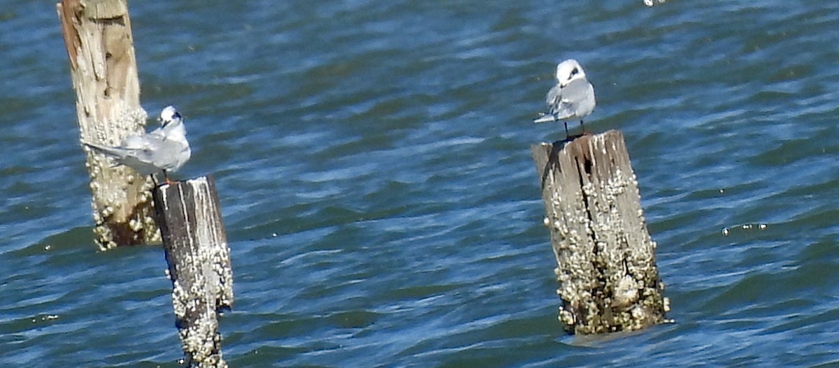 Forster's Tern - ML627776090