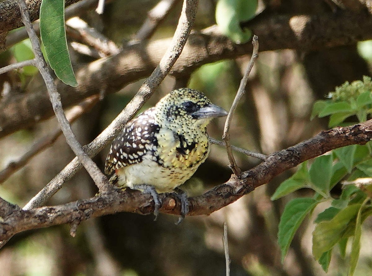 D'Arnaud's Barbet (Usambiro) - ML627776157