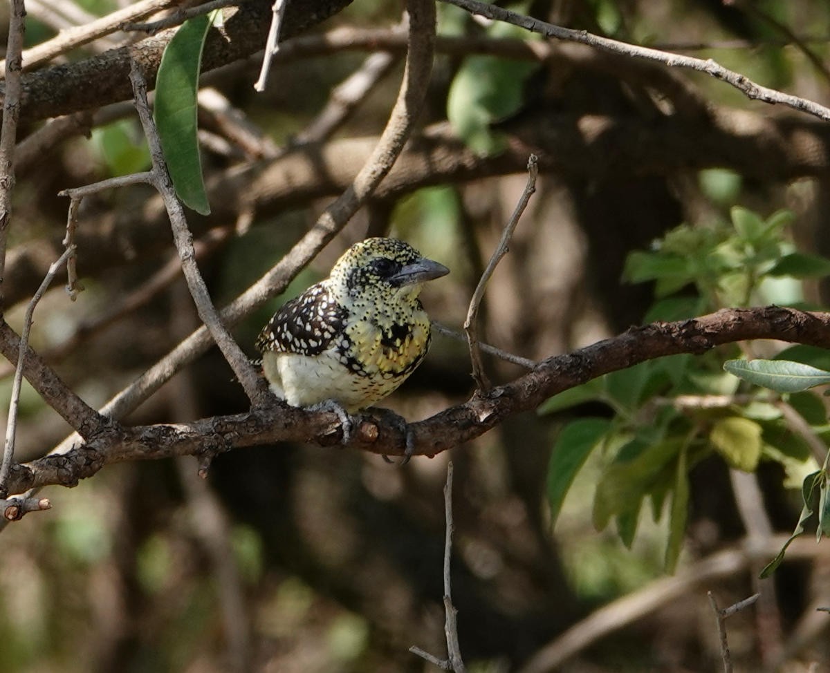 D'Arnaud's Barbet (Usambiro) - ML627776158