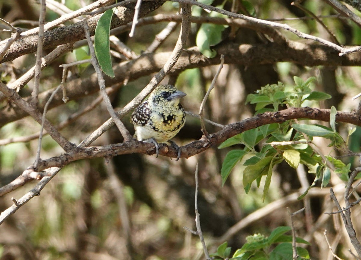 D'Arnaud's Barbet (Usambiro) - ML627776159