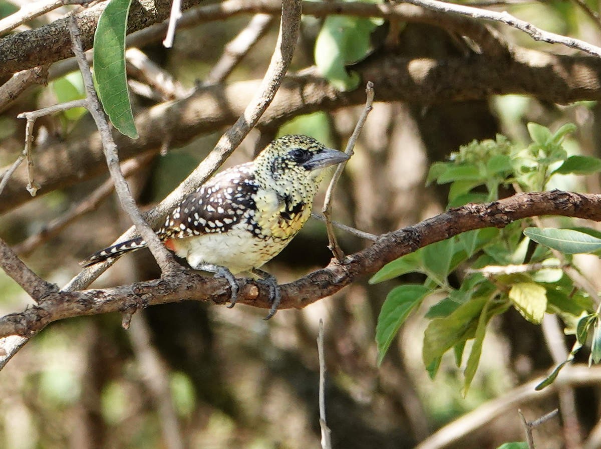 D'Arnaud's Barbet (Usambiro) - ML627776160