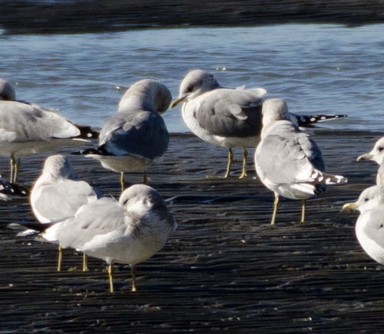 Short-billed Gull - ML627776170