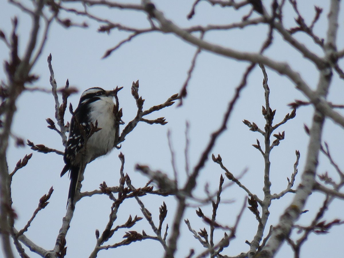 Hairy Woodpecker - ML627776183