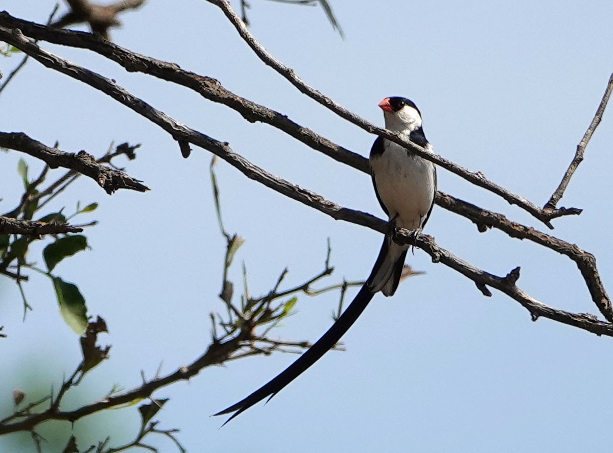 Pin-tailed Whydah - ML627776184