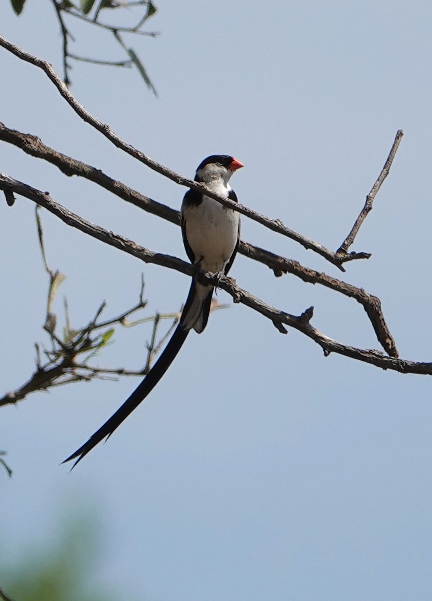 Pin-tailed Whydah - ML627776185