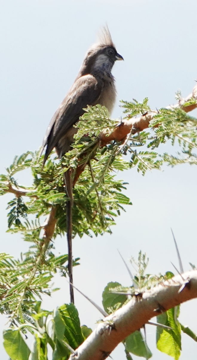 Speckled Mousebird - ML627776205