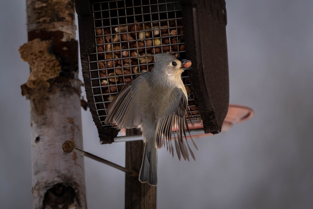 Tufted Titmouse - ML627776215