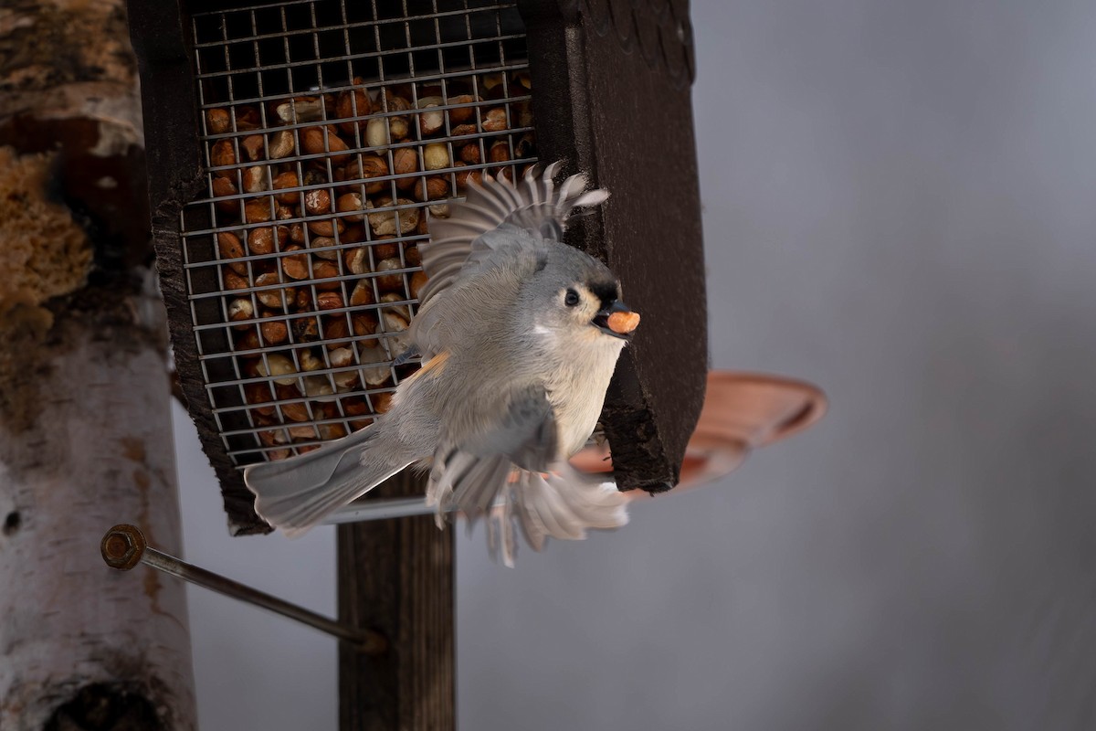 Tufted Titmouse - ML627776237