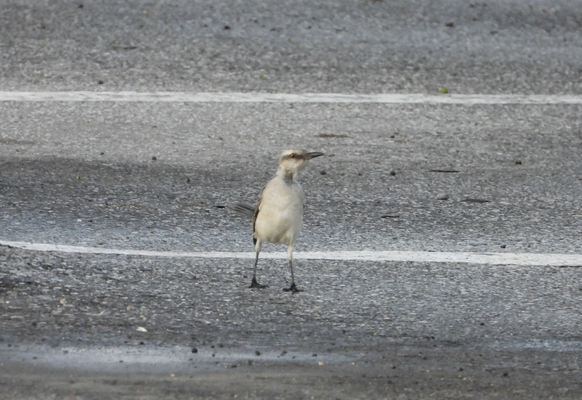 Tropical Mockingbird - ML627776250