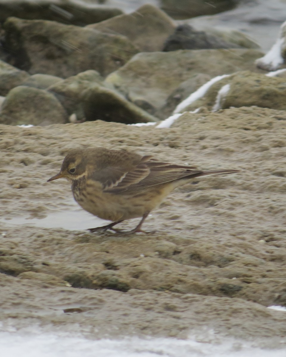 American Pipit - ML627776287