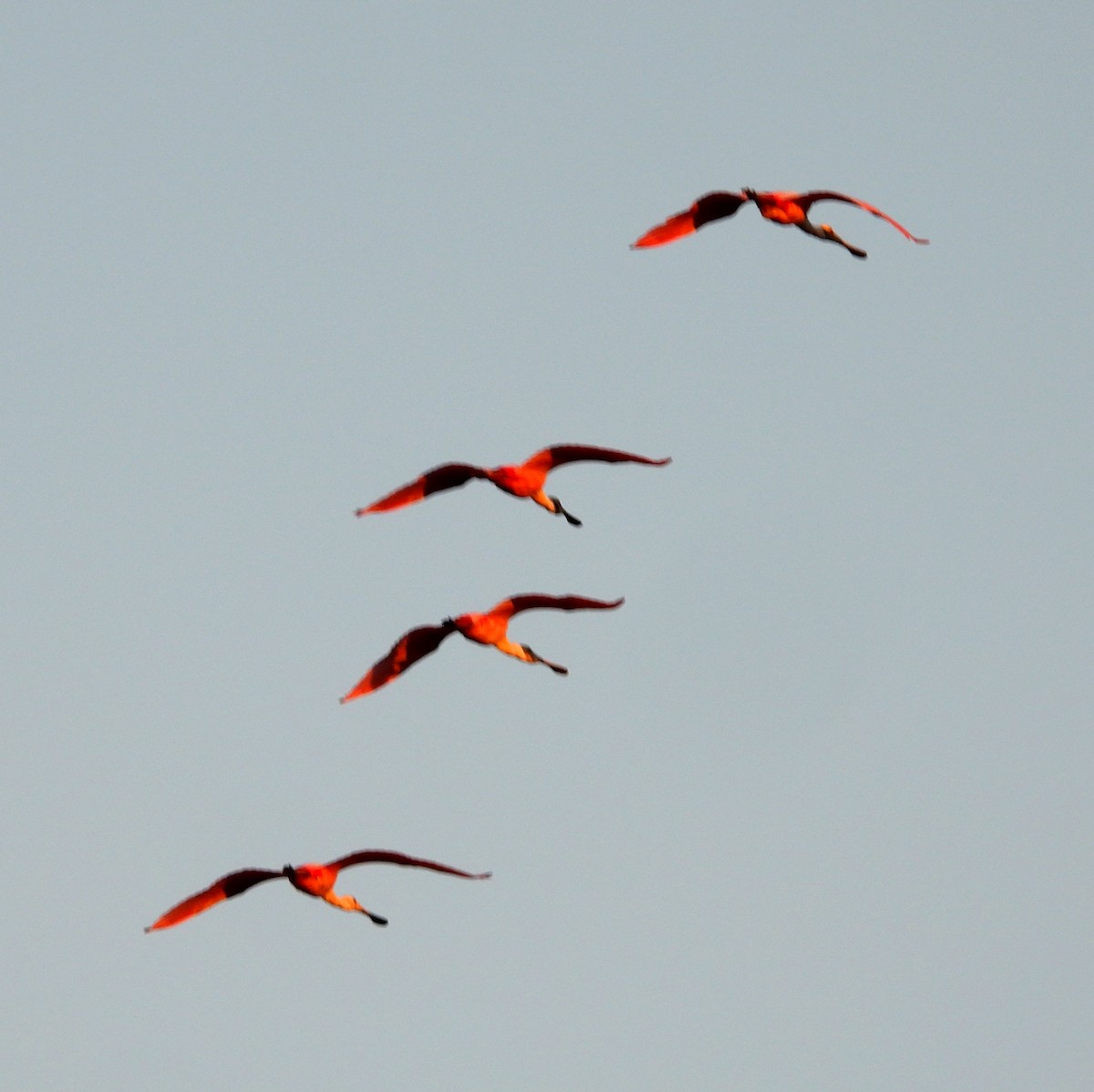 Roseate Spoonbill - ML627776339