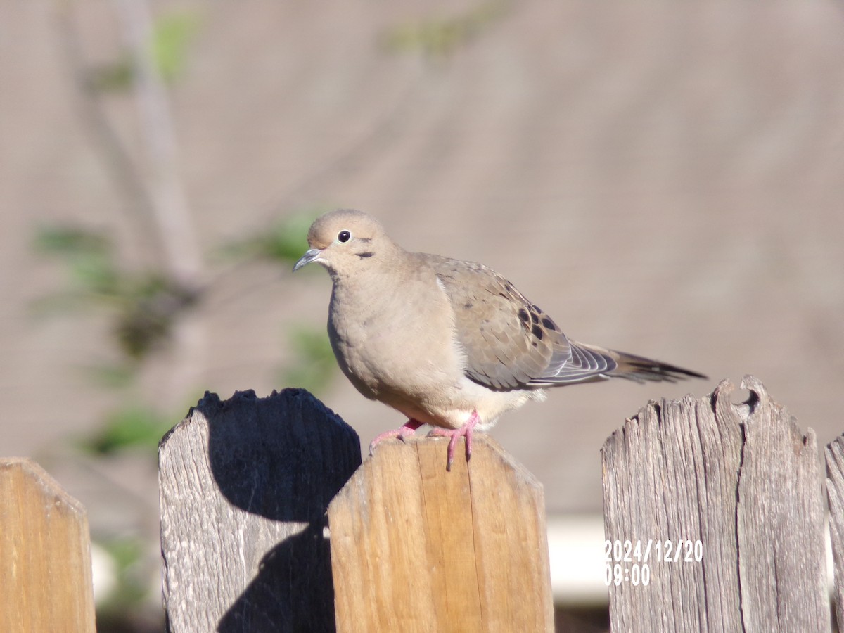 Mourning Dove - ML627776440