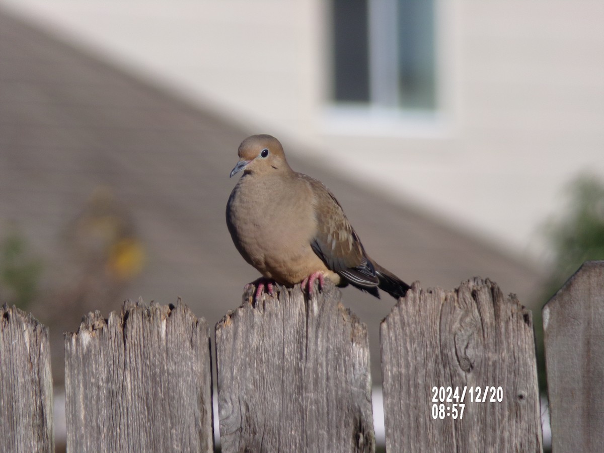 Mourning Dove - ML627776444