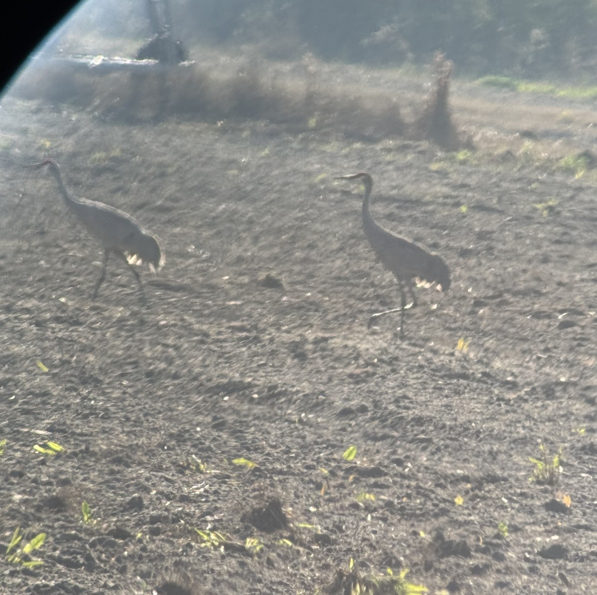 Sandhill Crane - ML627776487