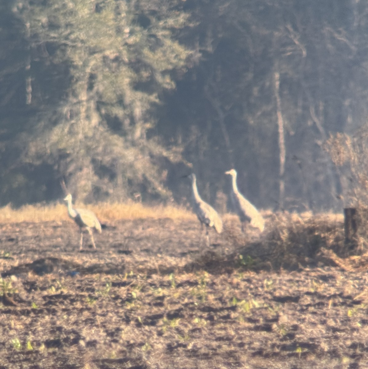 Sandhill Crane - ML627776488