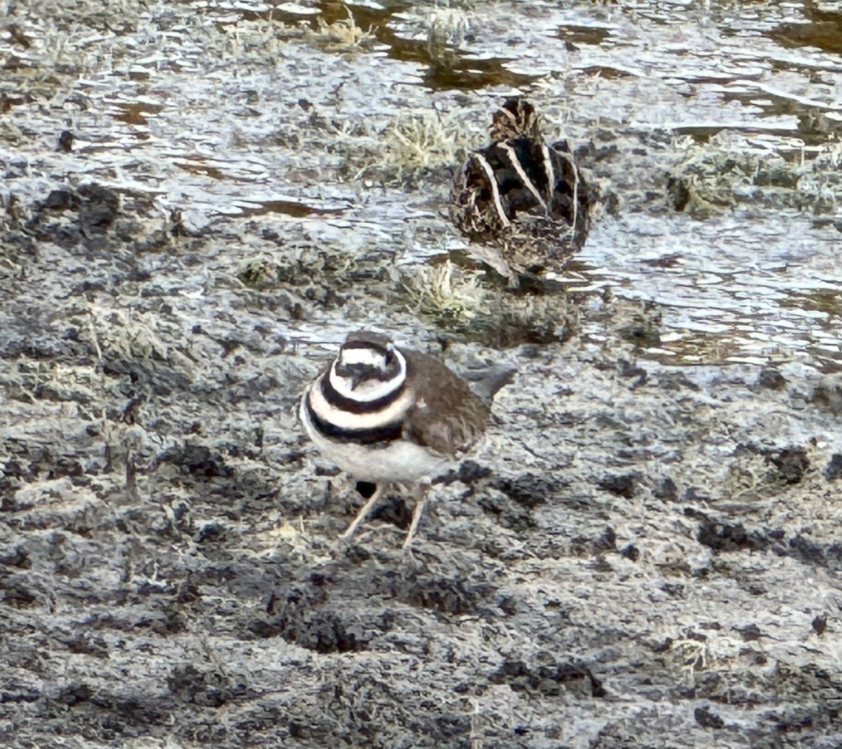 Killdeer - ML627776504