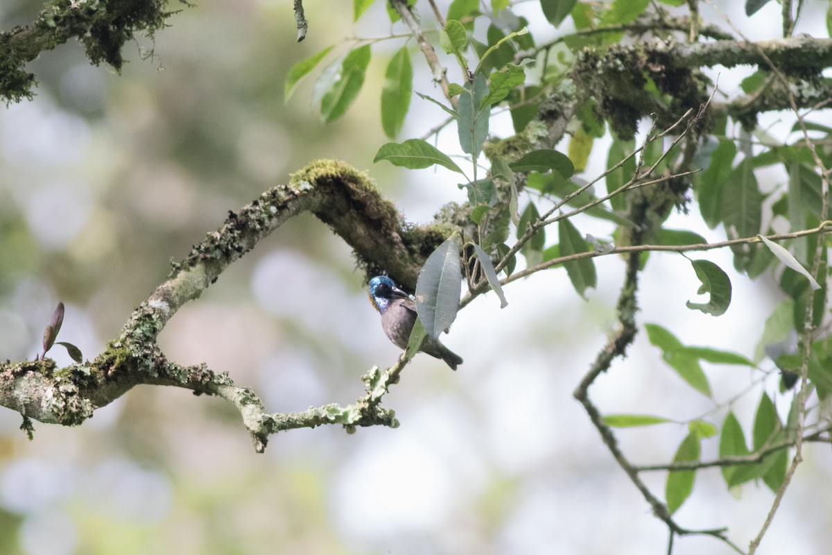 Blue-headed Sunbird - ML627776505