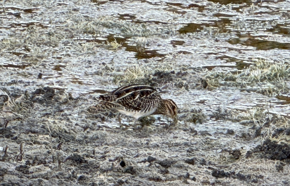 Wilson's Snipe - ML627776523