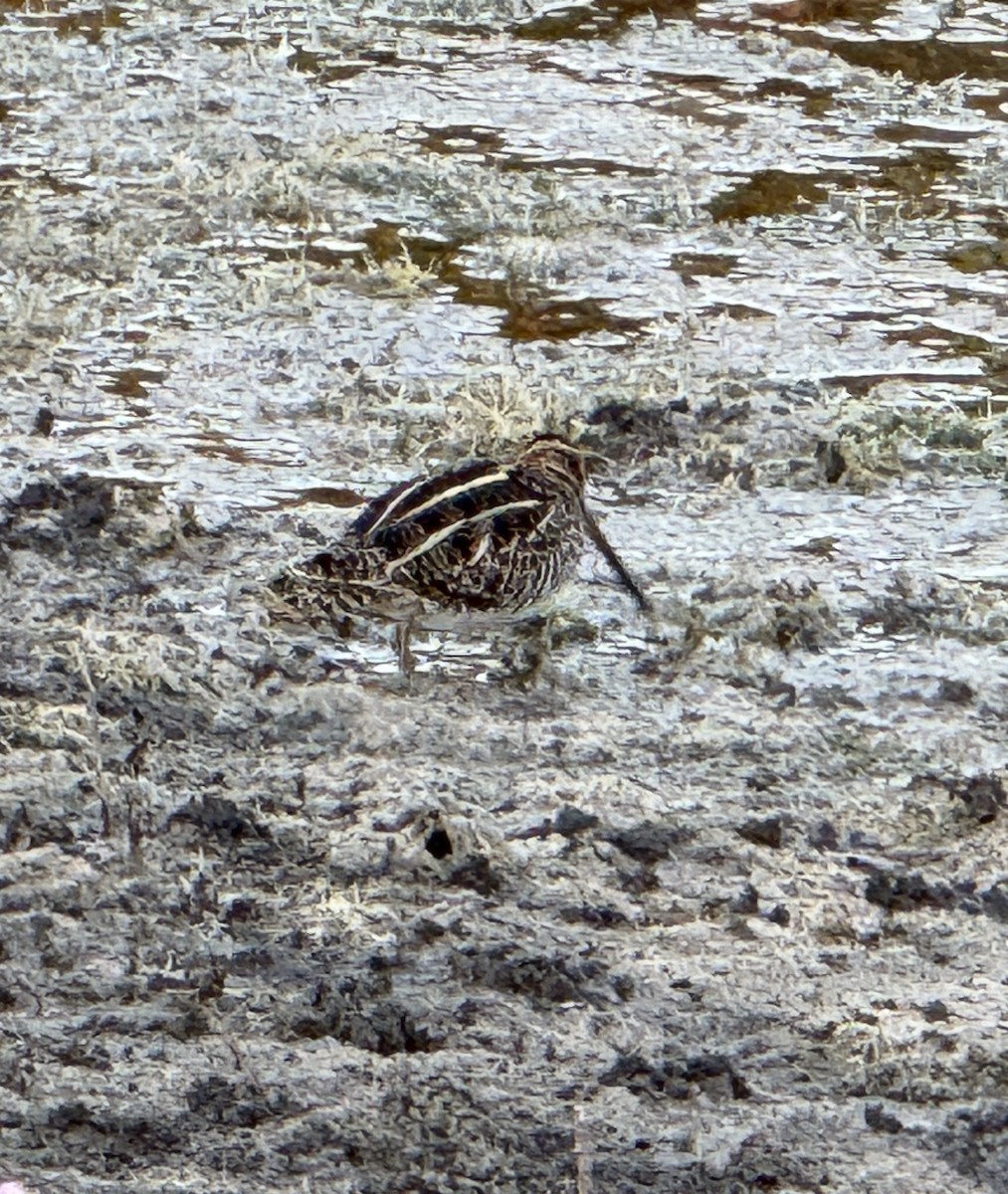 Wilson's Snipe - ML627776526