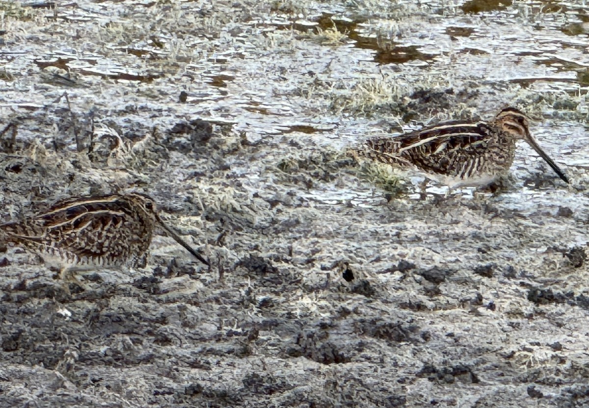 Wilson's Snipe - ML627776529