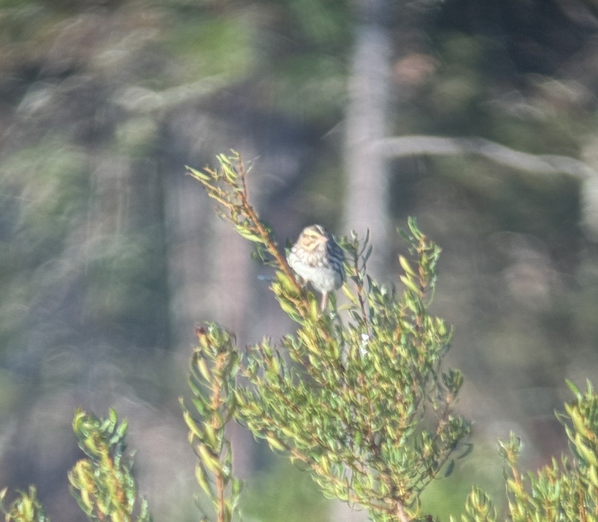 Savannah Sparrow - ML627776561