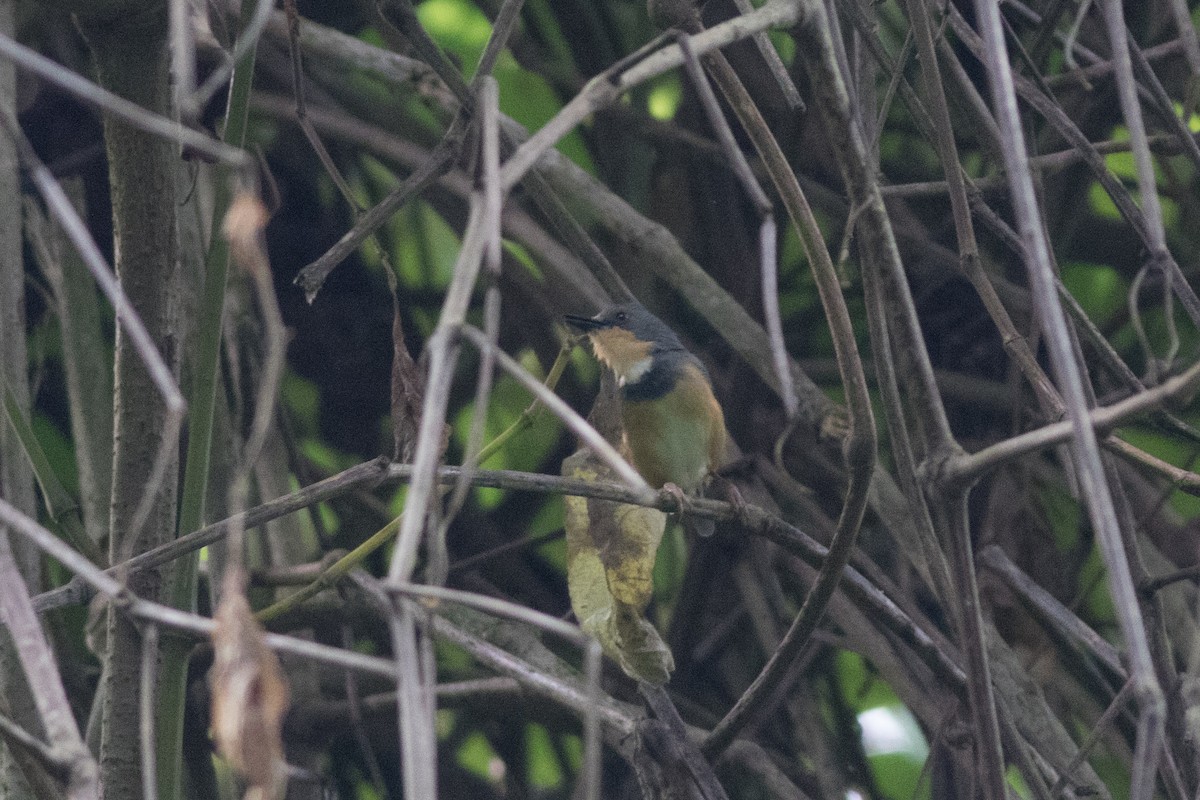 Rwenzori Apalis - ML627776585