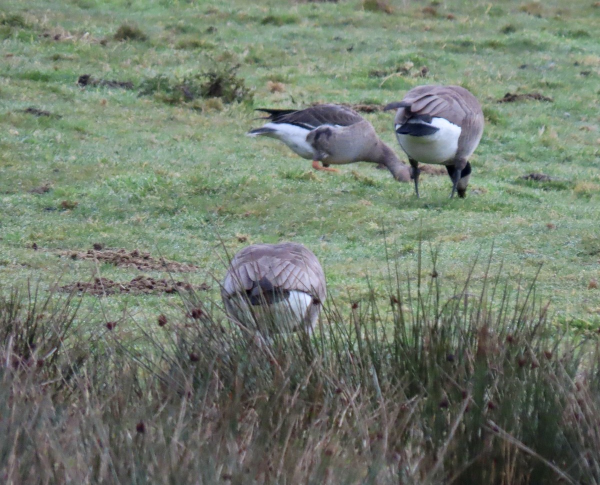 Greater White-fronted Goose - ML627776586