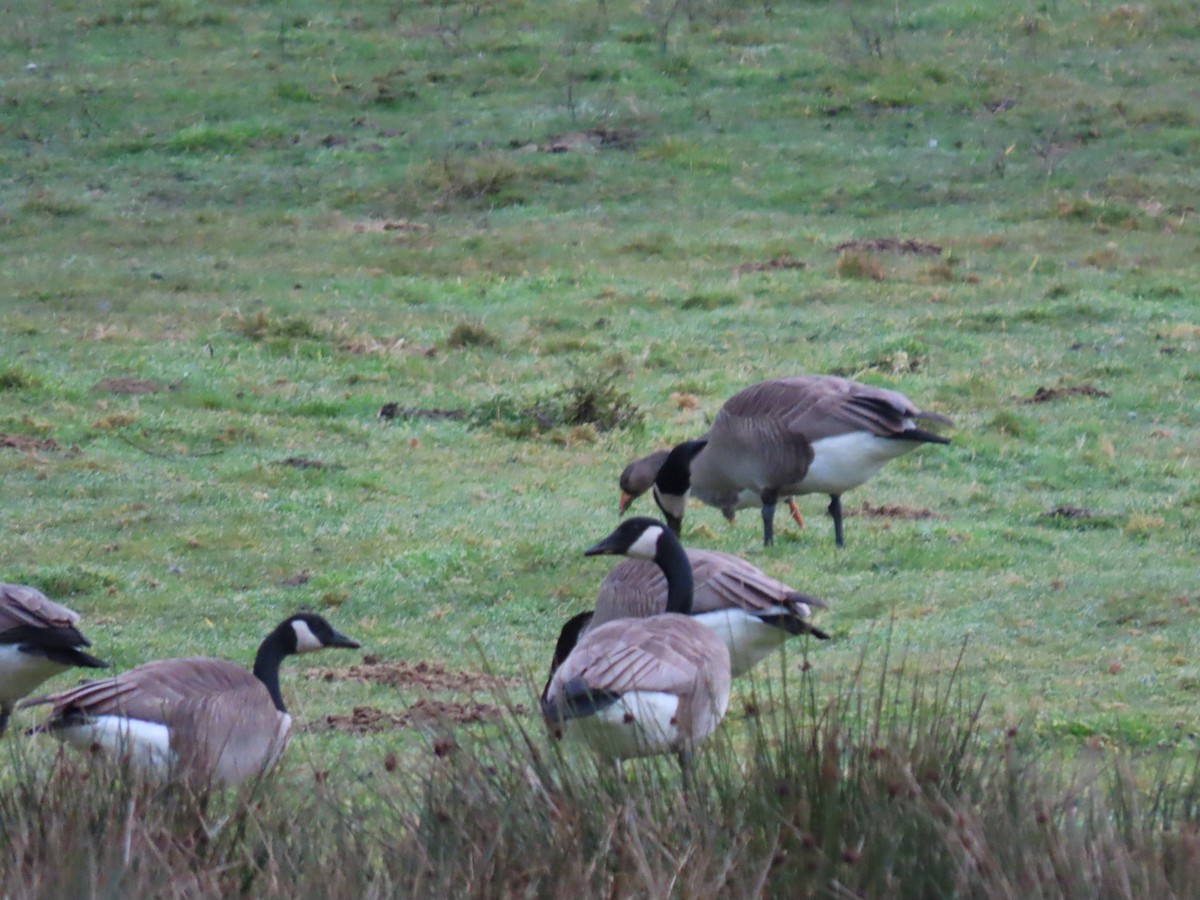 Greater White-fronted Goose - ML627776587