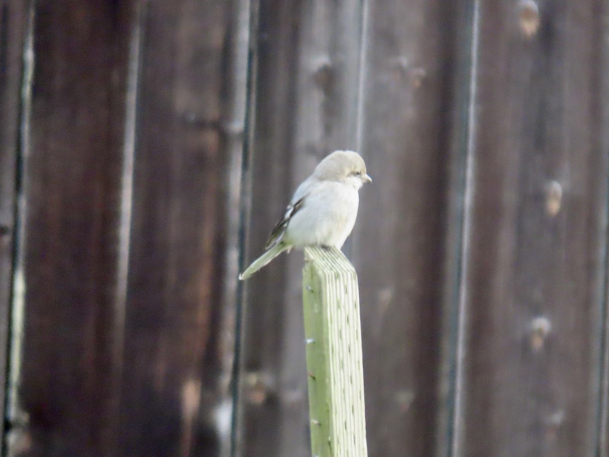 Northern Shrike - ML627776597