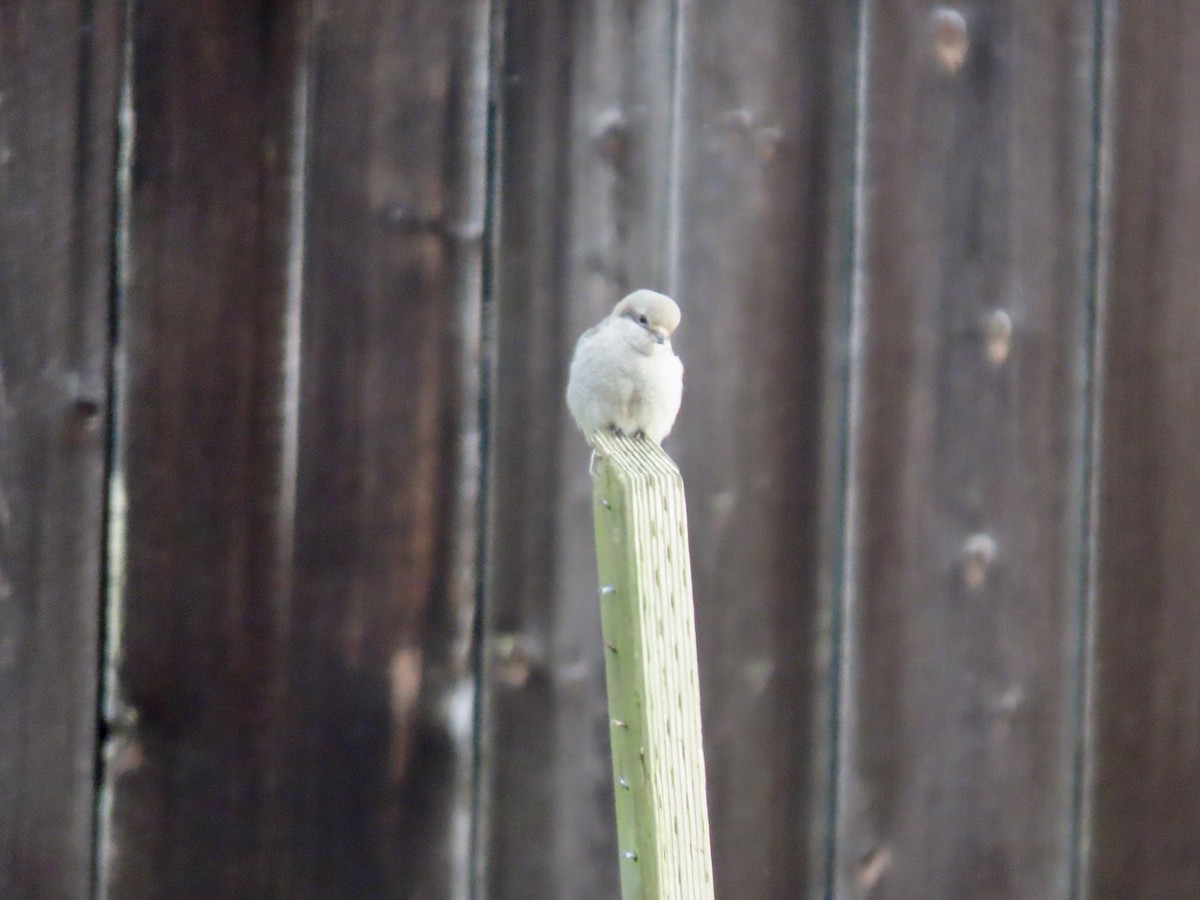 Northern Shrike - ML627776598