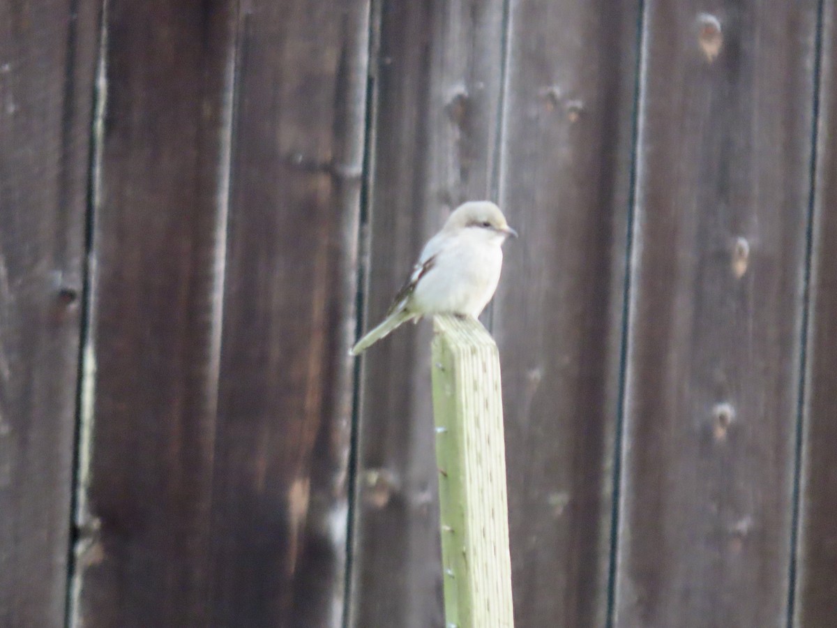 Northern Shrike - ML627776599