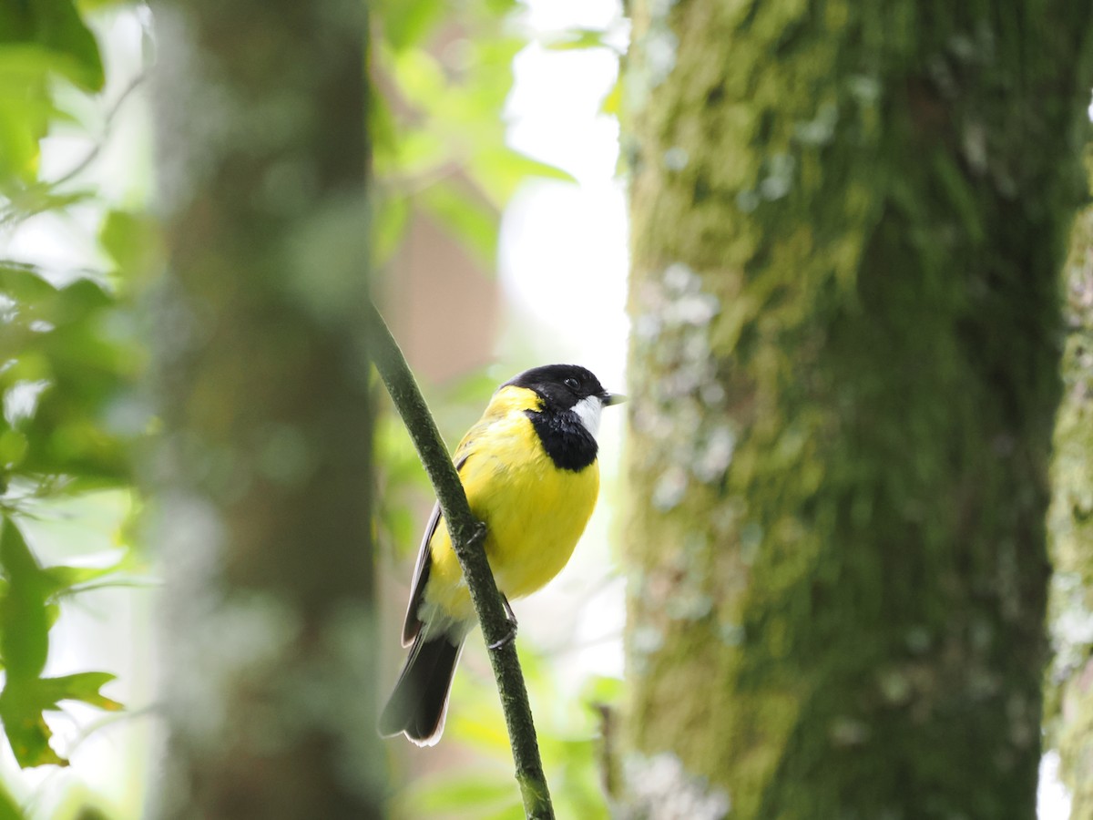 Golden Whistler (Eastern) - ML627776635