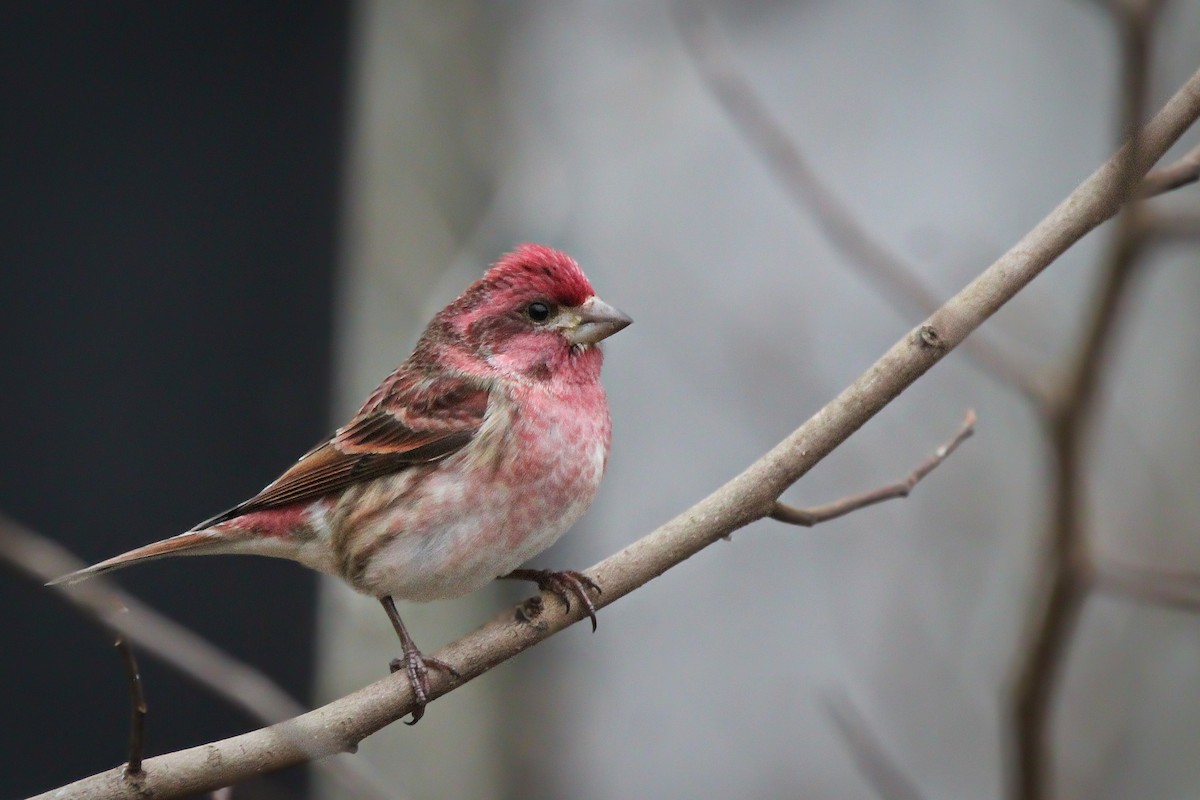 Purple Finch - ML627776689